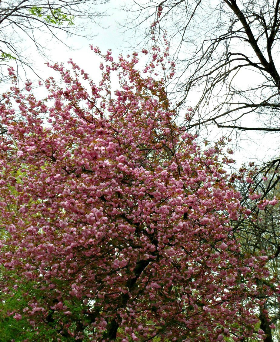 Blossom Tree at Gracie Mansion