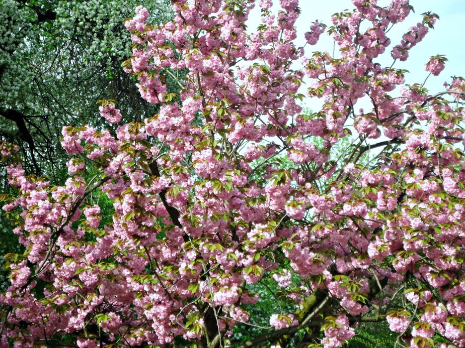 Pink Blossoms in Zagreb