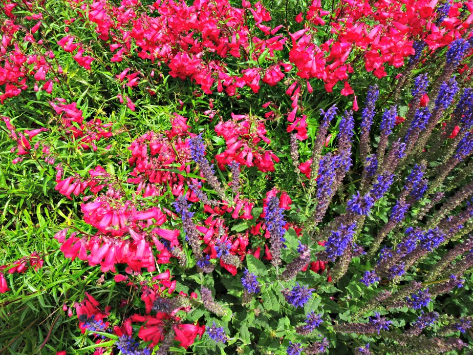 Pink & Purple Flowers, Kew Gardens