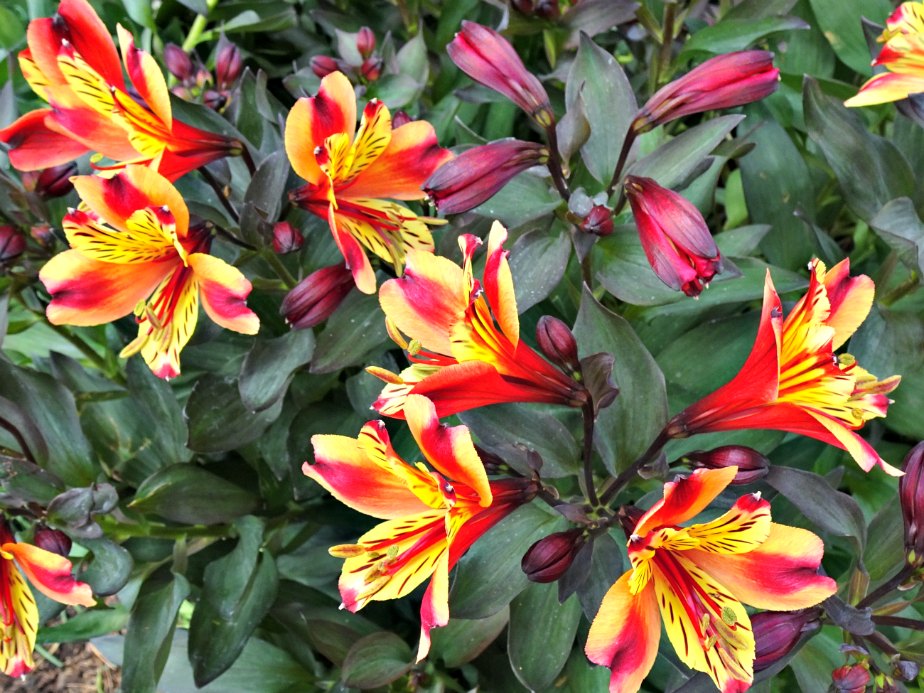 Orange & Yellow Flowers, Kew Gardens