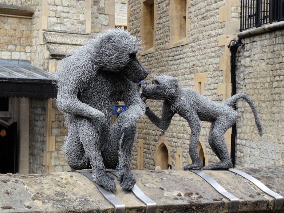 Baboons at the Tower