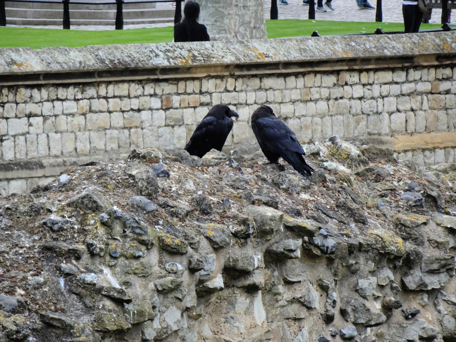 The Tower Ravens