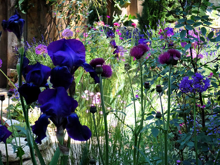 Iris at the Chelsea Flower Show
