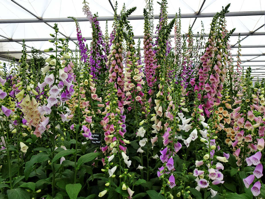Foxgloves at the Chelsea Flower Show