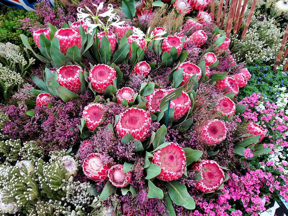 Proteas at the Chelsea Flower Show