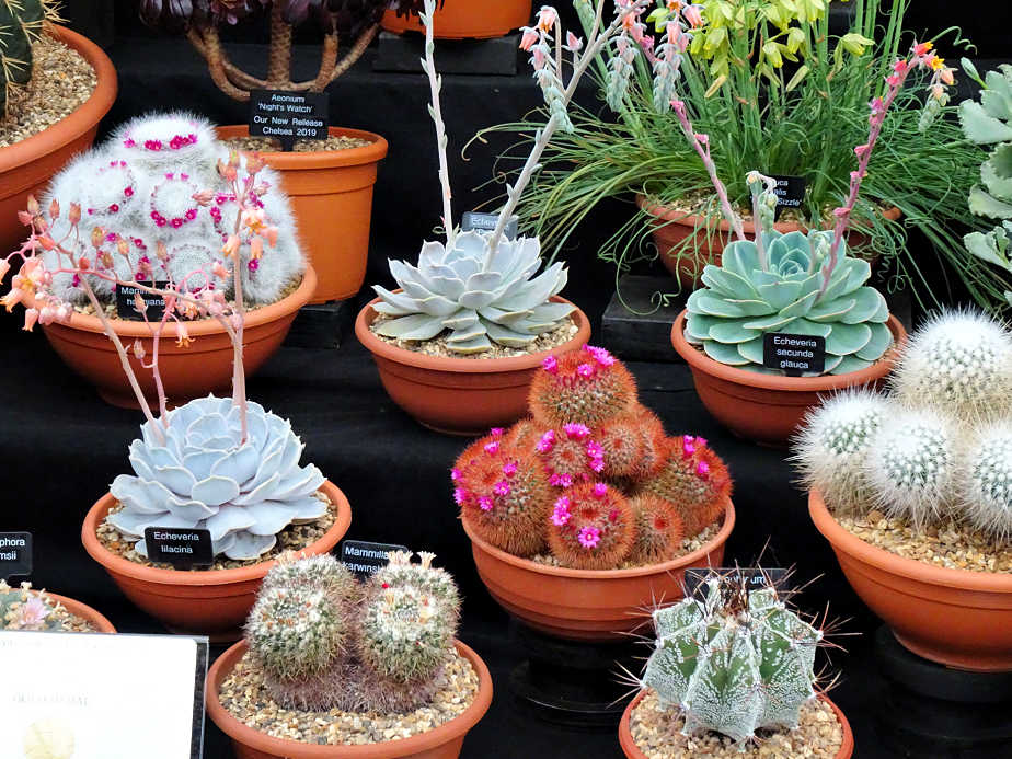 Gold Medal Winning Succulents at the Chelsea Flower Show