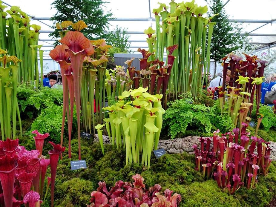 Pitcher Plants at the Chelsea Flower Show
