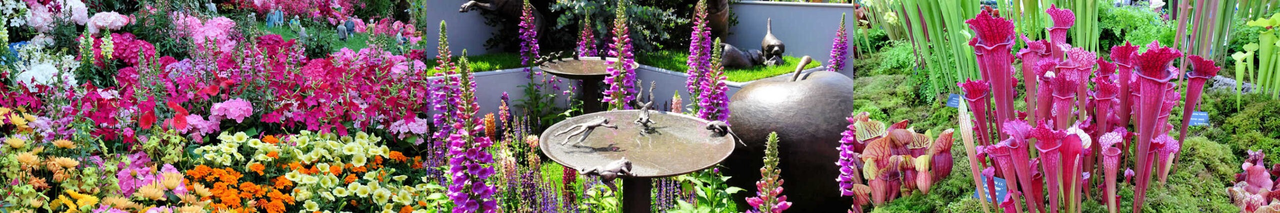 Chelsea Flower Show Pics