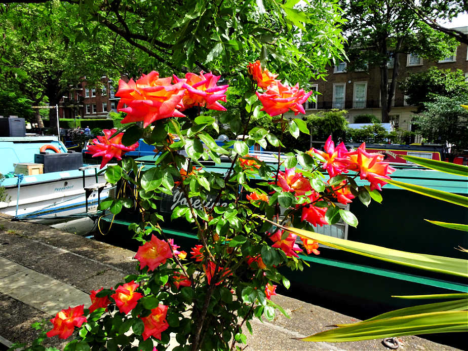 Beautiful flowers by the side of Regent's Canal