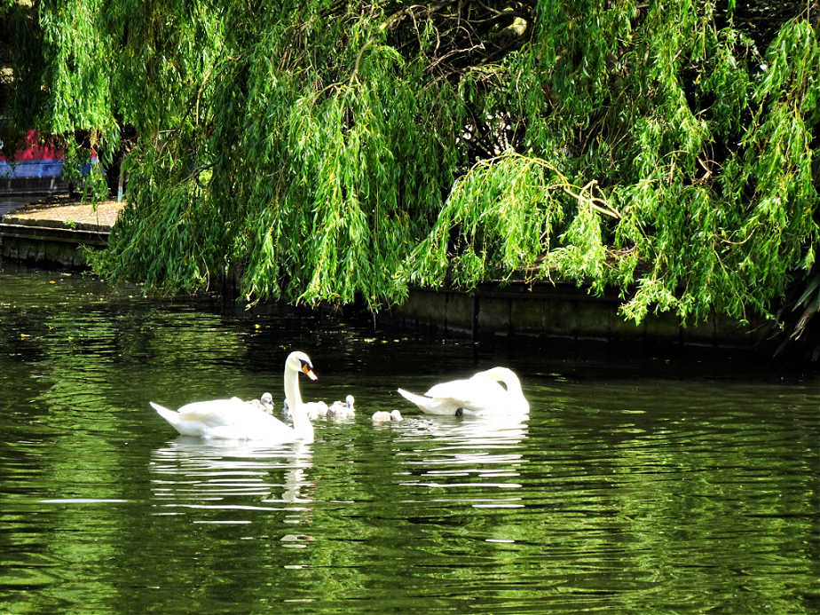 Swans in Little Venice