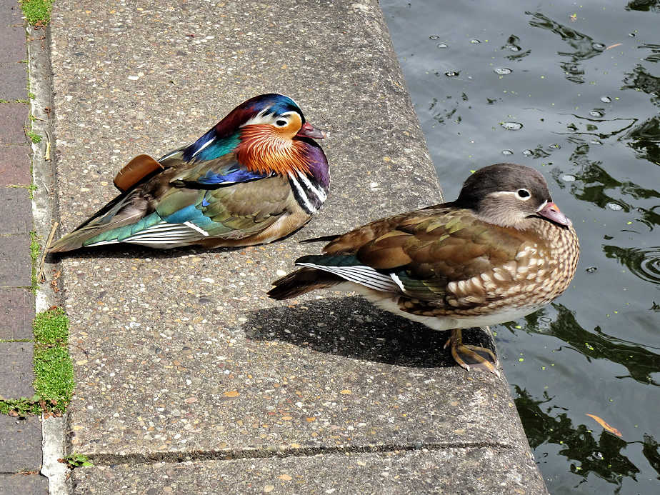 Birds on Regent's Canal
