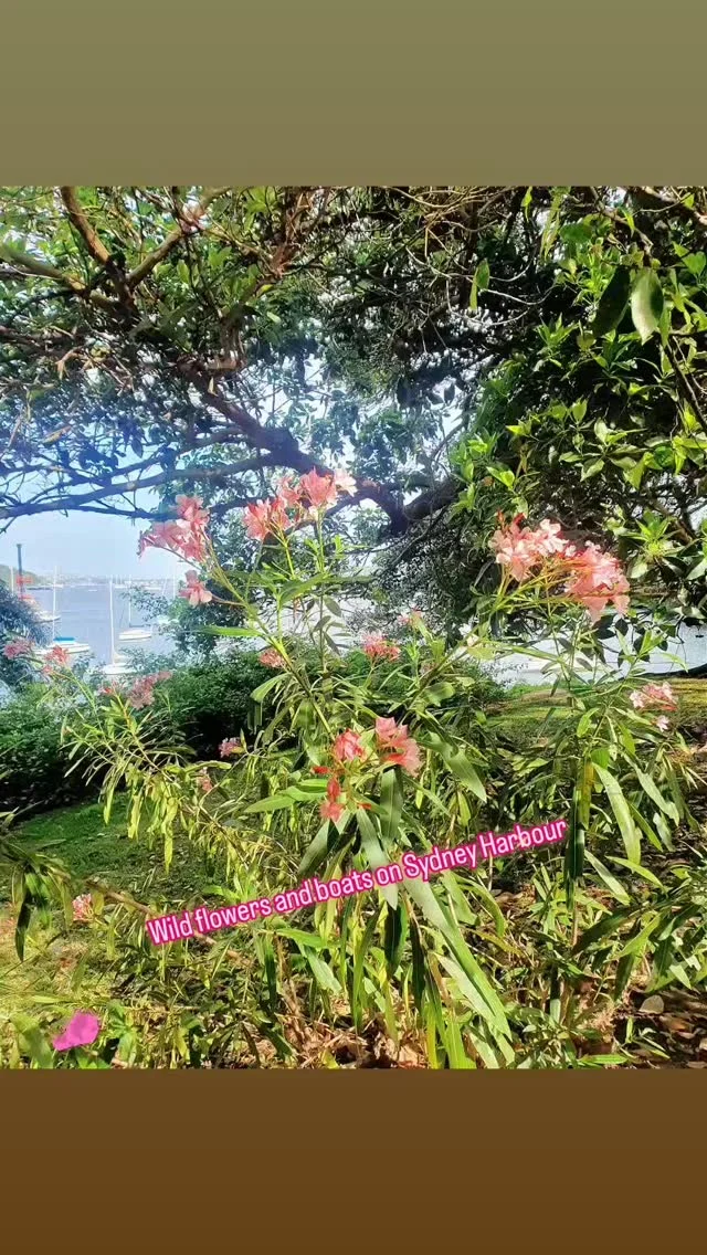 On the walk around Cremorne Point cooling off after a hot day, beautiful gardens along the way...#cremornepoint #sydneyweekend #sydneyharbourwalks #sydneybythesea #sydneyaustralia #sydneynorthshore #sydneylocal #sydneyharbour #explorethecityyoulivein #sydneylocal #pinkflowers #boatsboatsboats #wildflowers #neverstopexploring #traveltheworldwithme