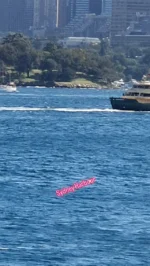 Looking out from Cremorne Point on Sydney's North Shore, watch ferries go by, sailing boats, the Royal Botanic Gardens, Sydney Opera House and Sydney Harbour Bridge, it's all there 🌞🌞🌞🌞🌞🥂..#sydneyharbour #sydneyharbourwalks #sydneystyle #seeeverythingdoeverything #seetheworldthroughmyeyes #traveltheworldworldwithme #outonthewater #boatsboatsboats #sydneyweekend #sydneylocal #myhometown #sydneyaustralia #sydneynorthshore #sydneybythesea #sydneyinsummertime