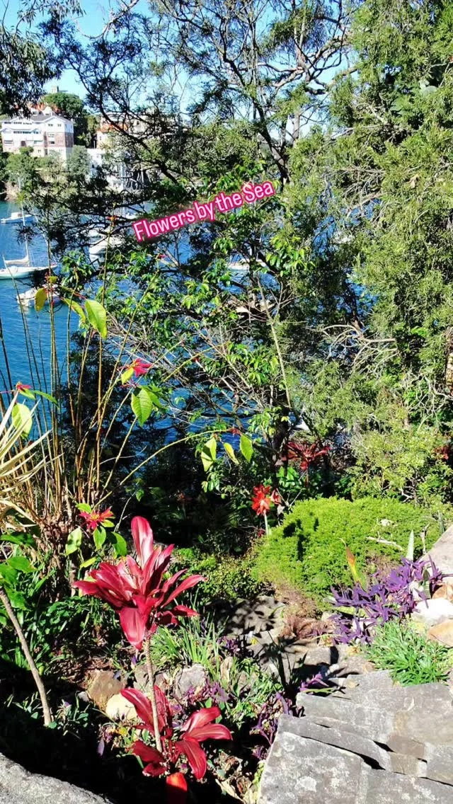 So many flowers out and about in Sydney, all along the Cremorne Point walk. #cremornepoint #cremornepointwalk #flowers #redflowers #yellowflowers #pinkflowers #sydneyweekend #sydneynorthshore #sydneystyle #sydneylife #sydneyharbourwalks #sydneybythesea #sydneynativeplants #sydneyaustralia #sydneyinsummertime #sydneylocal #myhometown #seekandyoushallfind #seeeverythingdoeverything #seetheworldthroughmyeyes