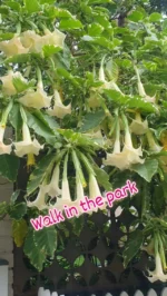 Flowers hanging over someone's fence in Neutral Bay, then on to St Leonard's Park...#stleonardspark #stleonardsparknorthsydney #yellowfliwers #yellowflowersoftheday #walkinthepark #sydneylocal #sydneylife #sydneyaustralia #northsydney #sydneystreets