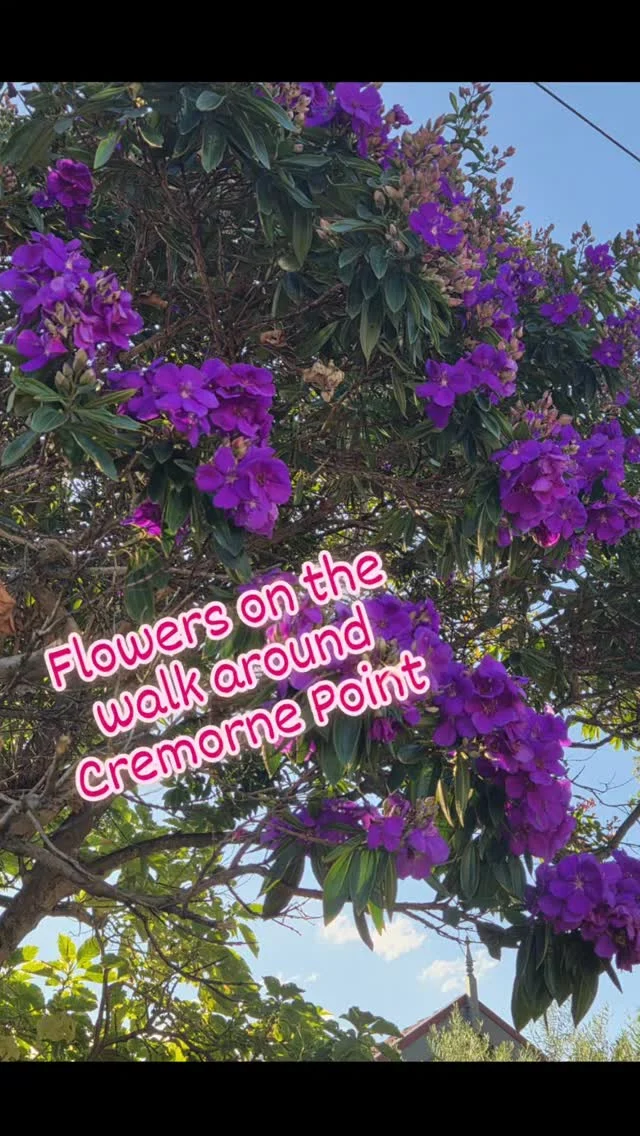 All the flowers are still looking fabulous on the walk around Cremorne Point on Sydney's North Shore..#pinkflowers #purpleflowers #yellowflowers #cremornepoint #sydneylocal #sydneylife #sydneyharbourwalks #sydney #walkinthepark #seetheworldthroughmyeyes