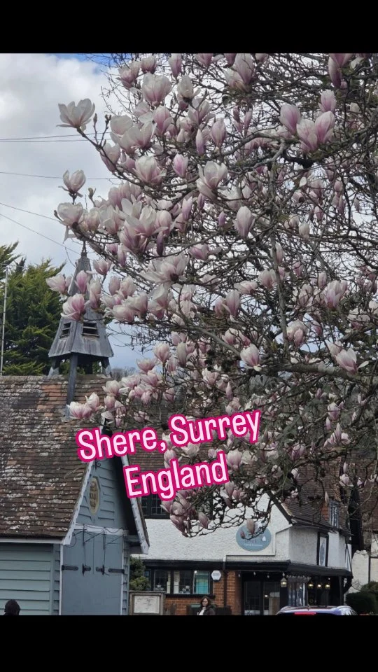 Went off into the countryside to the village of Shere in Surrey, just a short train trip from Waterloo Station, a fabulous pub lunch!!.#shere #englishcountryside #whitehorsepub #solotravel #solotrip #traveltheworldwithme #waterloostationclock #seeeverythingdoeverything #seetheworldthroughmyeyes #magnolias #sherechurch